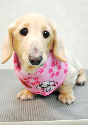 鳥越ハッピーちゃん