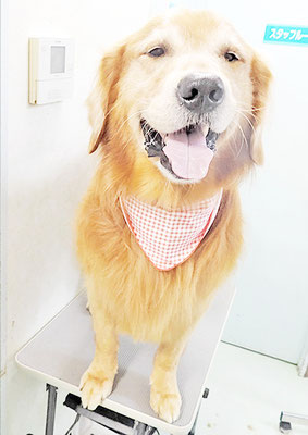 相星ソラちゃん