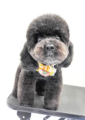 南雲ポロちゃん