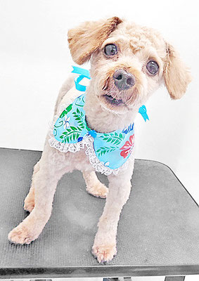 宮下くまちゃん