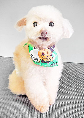 田淵コマロちゃん