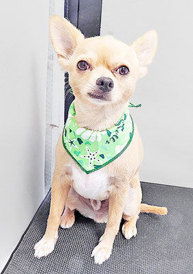 池田リブちゃん