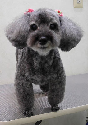 本渡プリンちゃん