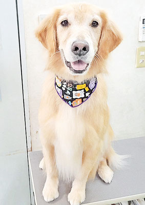 片柳ハークちゃん