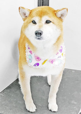 姶良レンちゃん
