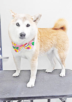 川﨑すももちゃん