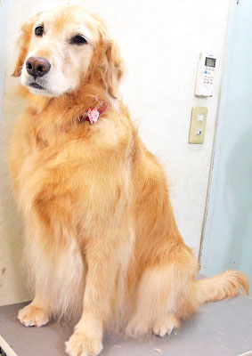 菊川チェリーちゃん