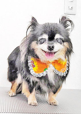 福留まろちゃん