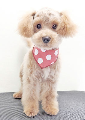 福島ベルちゃん