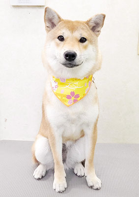 玖須ルビーちゃん