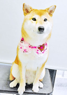 玖須ルビーちゃん