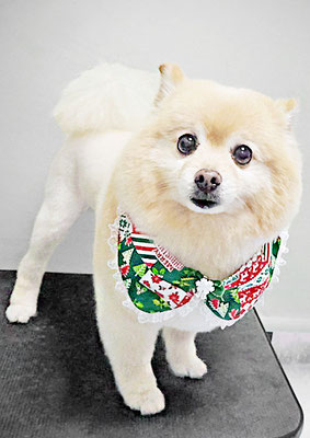 徳留クマちゃん