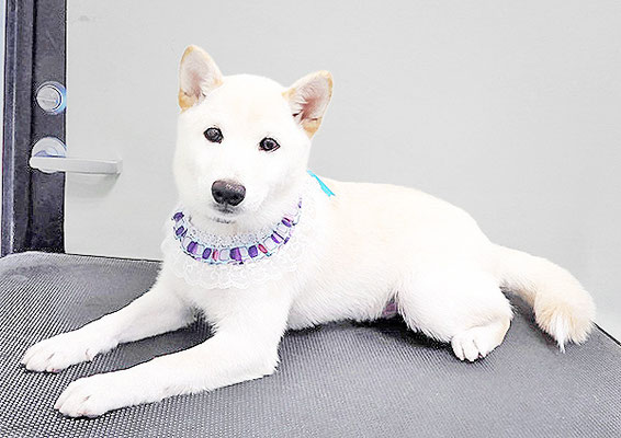 熊谷ソルちゃん