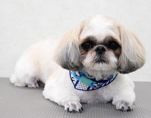 飯田シシマルちゃん