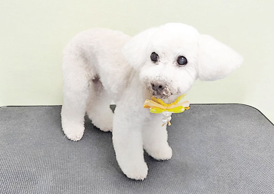 三宅美豚ちゃん