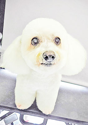 吉本ラピスちゃん