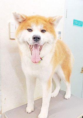 姶良カイちゃん