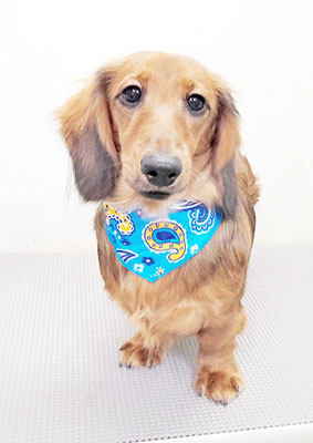 谷川ハッピーちゃん