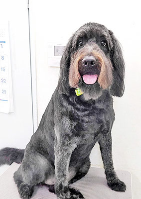 田代ロッティちゃん