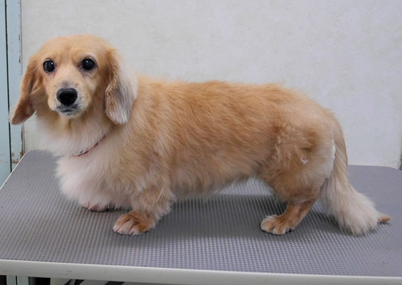 西山アニーちゃん