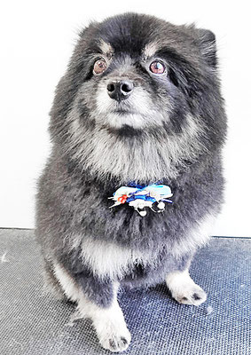 福山ポパイちゃん