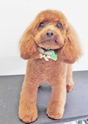 古市リンちゃん