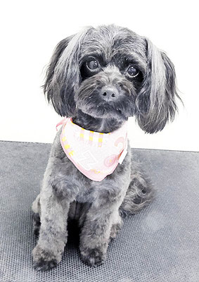 木原シェルちゃん