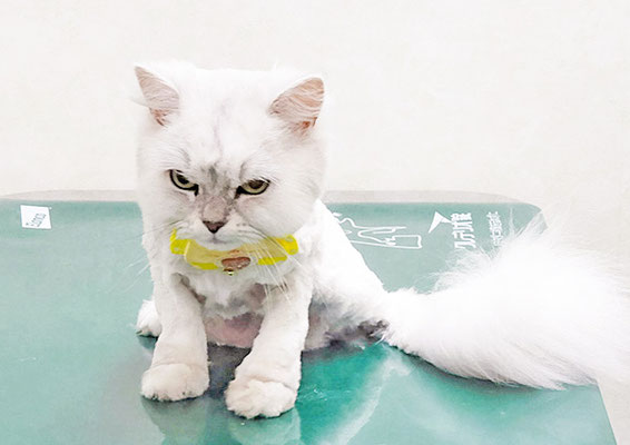 池平ロアちゃん