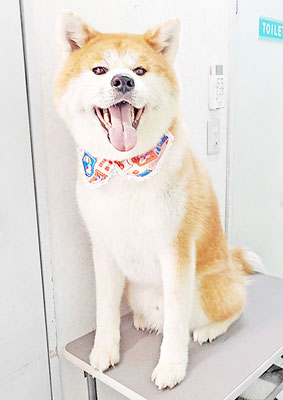 姶良カイちゃん