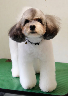 庵イヴちゃん