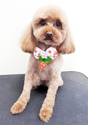 室チョコちゃん