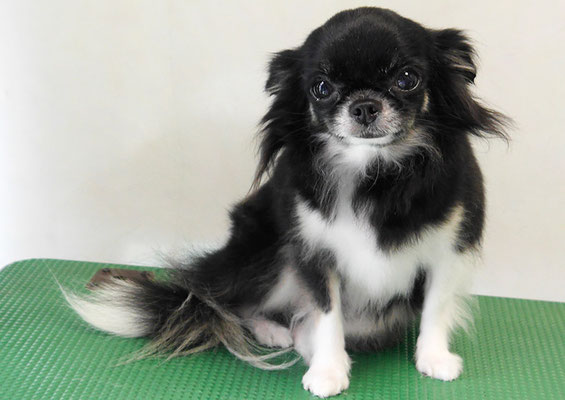 森崎クロちゃん