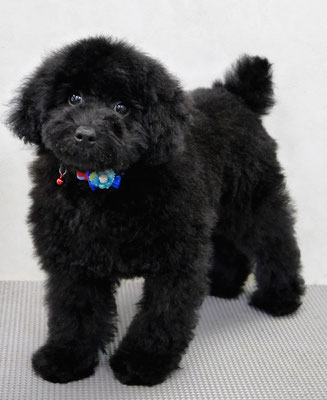 本坊ダノちゃん