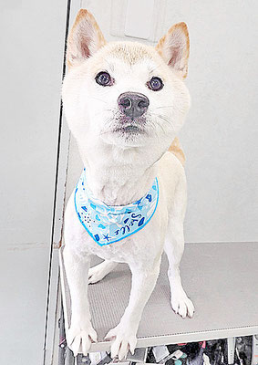 加治佐しかまるちゃん