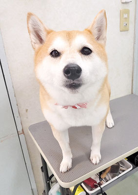 小村ゆずちゃん