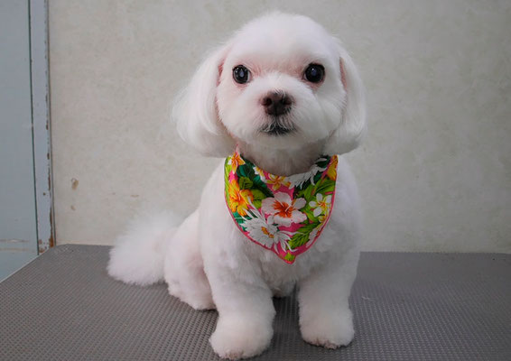 田代ジャスミンちゃん