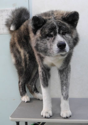 古賀秋男ちゃん