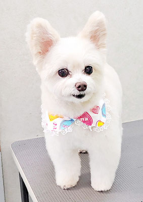 中村ココちゃん