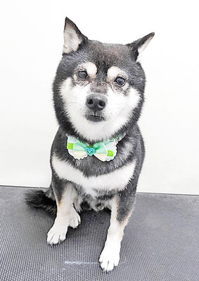 斉脇げんたちゃん