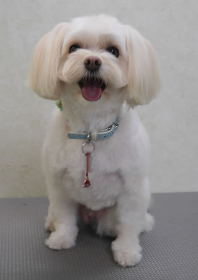 大脇ココアちゃん