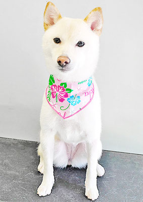 登おもちちゃん