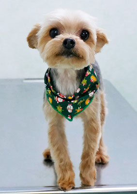 春山チョロちゃん