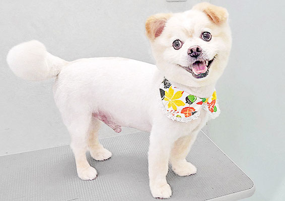 中園モカちゃん