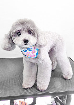 田中ロビンちゃん