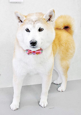 川﨑すももちゃん