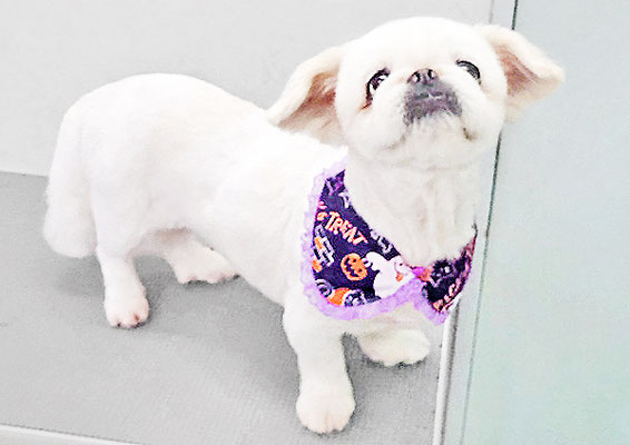 本多かずはちゃん