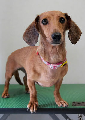 別府モモちゃん