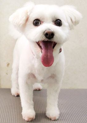 中島フワリちゃん