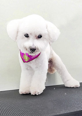 三宅美豚ちゃん