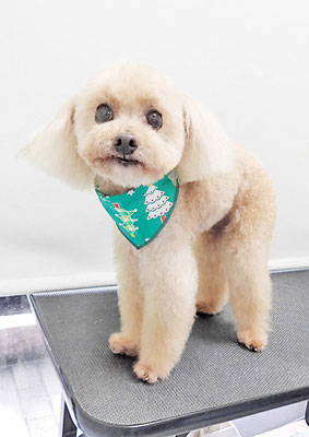 野口ティガちゃん